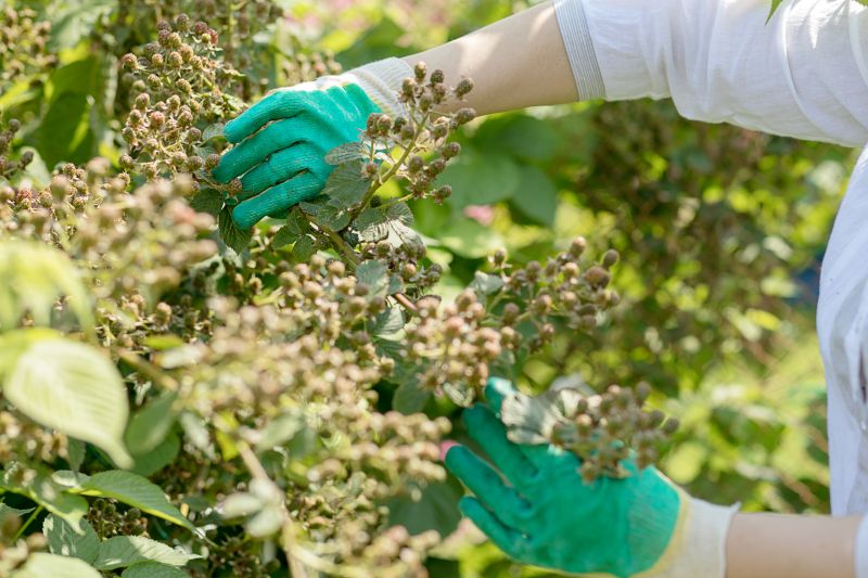 Blackberry Bush Removal