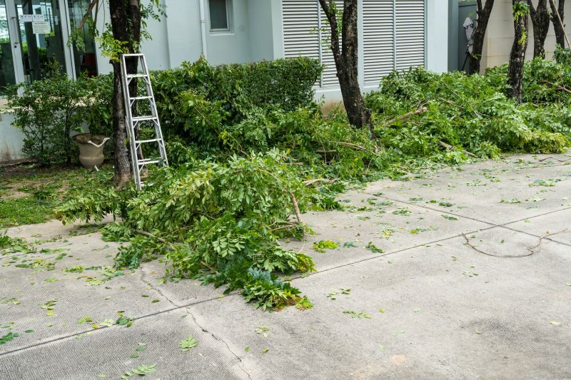 Apple Tree Removal in San Jose, CA