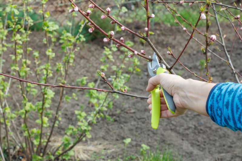Bradford Pear Tree Pruning in Doylestown, PA