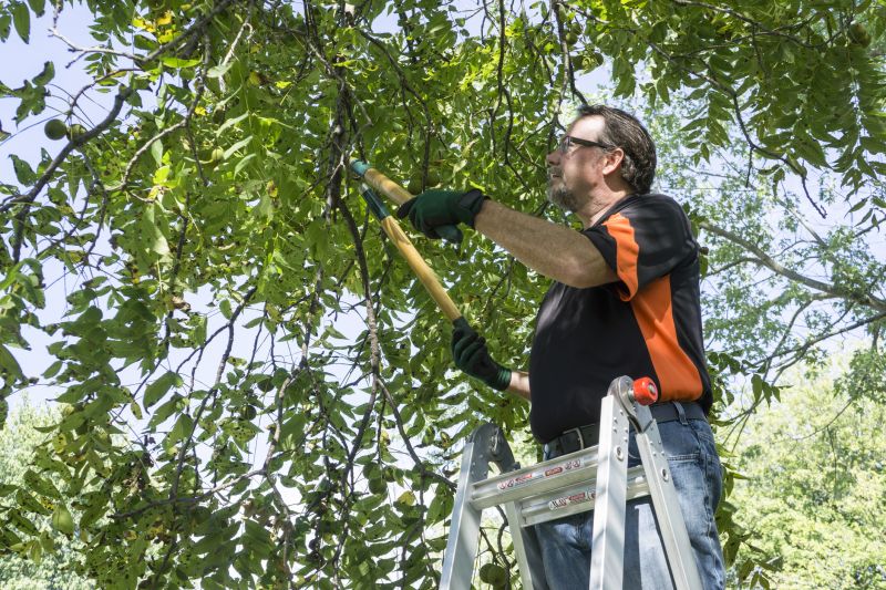 Limb Pruning in Doylestown, PA